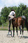 woman rides arabian horse