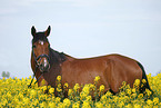 arabian horse portrait