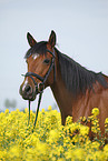 arabian horse portrait