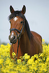 arabian horse portrait