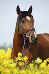 arabian horse portrait