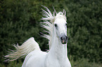 arabian horse portrait