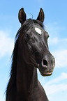 arabian horse portrait