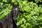 arabian horse portrait