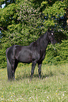 arabian horse