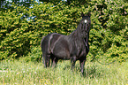 arabian horse