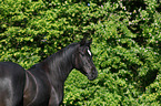 arabian horse portrait