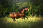 galloping arabian horse