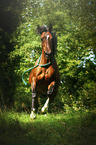 galloping arabian horse