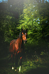 arabian horse