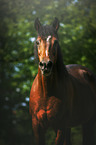arabian horse portrait