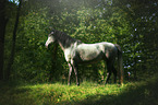 arabian horse