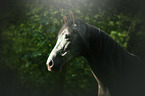arabian horse portrait