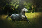 galloping arabian horse