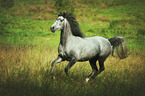 galloping arabian horse
