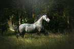 galloping arabian horse