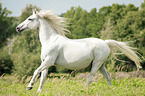 galloping arabian horse