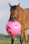 playing arabian horse