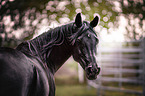 Arabian Horse Portrait