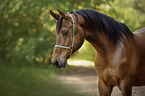 arabian horse portrait