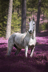 Arabian Horse