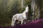 Arabian Horse