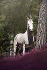Arabian Horse