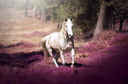 trotting arabian horse
