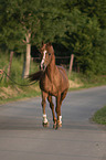 trotting arabian horse