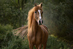 Arabian Horse