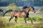 running arabian horse