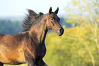 arabian horse