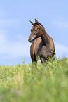 Arabian Horse foal