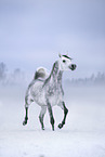 arabian horse