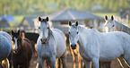 arabian horse