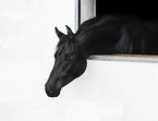arabian horse