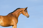 arabian horse portrait