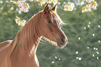 Arabian Horse portrait