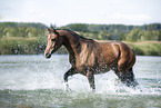 trotting arabian horse