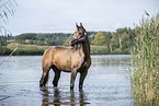 bathing arabian horse