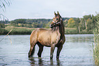 bathing arabian horse