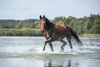 trotting arabian horse