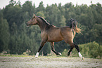 trotting arabian horse