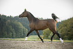 trotting arabian horse