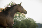 arabian horse portrait