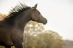 arabian horse portrait