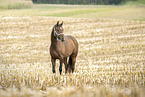 arabian horse