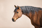 arabian horse portrait