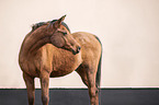 arabian horse