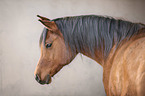 arabian horse portrait